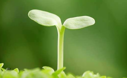 見證聯(lián)誠行綠化隊(duì)的成長