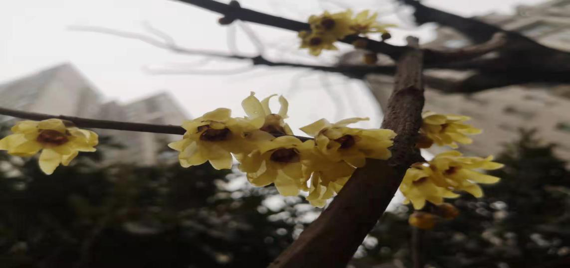 臘梅爭芳不知寒，一線抗疫綻英姿