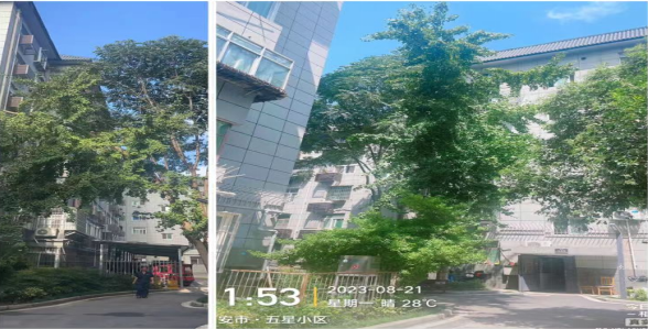 【五星小區(qū)】砍伐危樹(shù)除隱患
